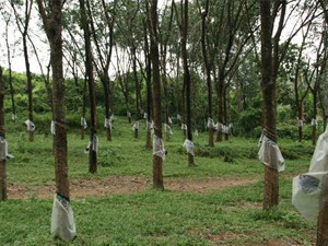 Rubber Plantation