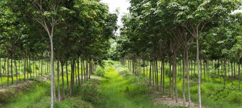 Rubber Plantation